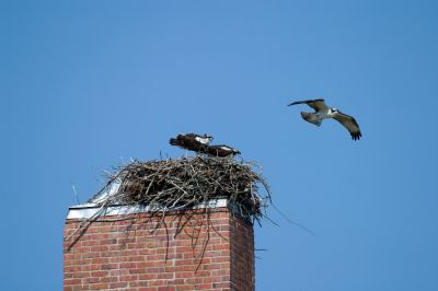 Keep Animals and Debris Out of Your Chimney!